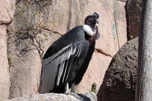 Quebrada del condor 2006-07-26 048